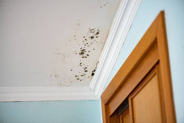 Best Attic Mold Remediation in Greenwood, SC