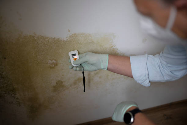 Best Preventive Mold Services in Greenwood, SC