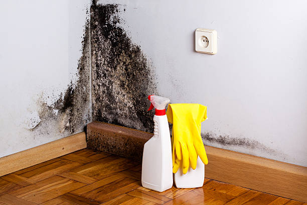 Best HVAC Mold Remediation in Greenwood, SC