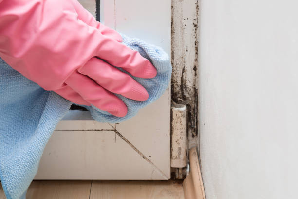 Best Bathroom Mold Remediation in Greenwood, SC