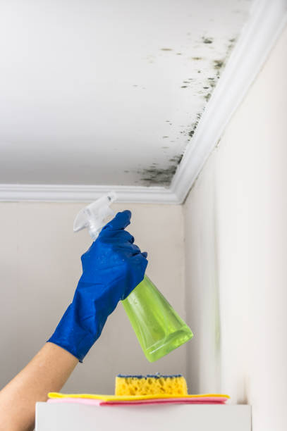 Best DIY Mold Remediation Support Services in Greenwood, SC