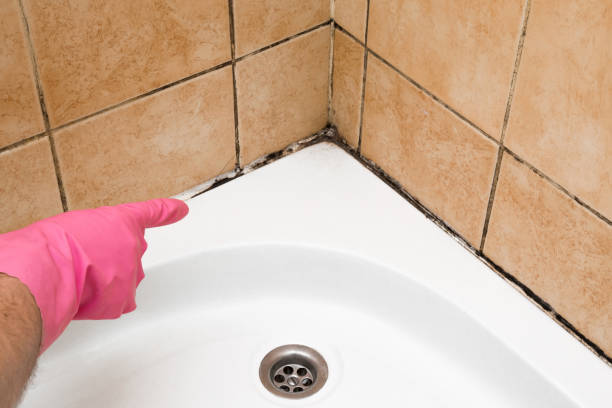 Best Localized Mold Remediation (e.g., coastal areas, humid climates) in Greenwood, SC